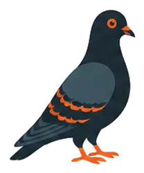 Illustration d'un pigeon