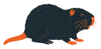 Illustration d'un ragondin