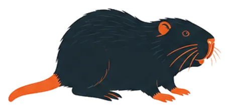 Ragondins