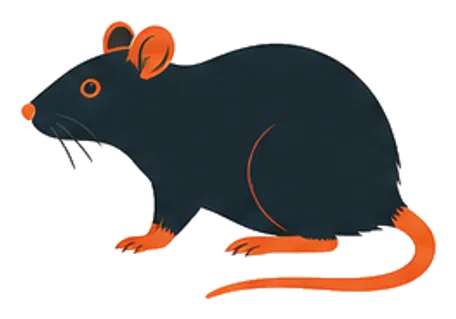 Rats